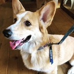 new♡愛犬お名前入りネームリボン 防水洗えます