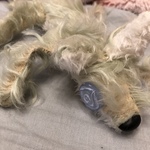 【リーナ様専用ページ】草原と揺れる水面なきつねさん
