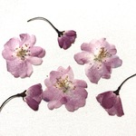 桜と蕾 押し花セット