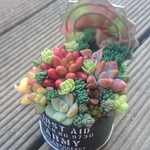 【送料込】蓋付き黒缶寄せ植え★多肉★多肉植物★寄せ植え★カット苗★