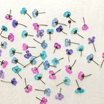 押し花64 アリッサム着色