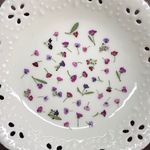 アリッサム18(押し花)