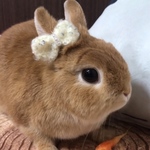 もみみリボン🎀(まる)