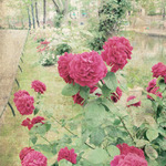 Rose Garden12