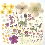 【花材料/押花】押し花カラフルセット 花の香