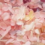 紫陽花mix