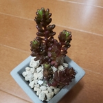 多肉植物★レッドベリー★抜き苗