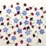 押し花67 アソート