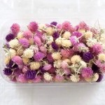 【千日紅ヘッド：２３０個以上】