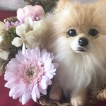 羊毛フェルト ブーケバスケットのポメラニアン