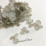 紫陽花  グレー 40枚 プリザーブドフラワー アナベル