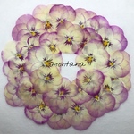 358.押し花アソート〜ピンク系 ビオラ 押し花素材