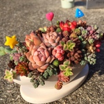 カラフル多肉植物