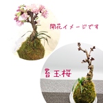 ご自宅のテーブルでお花見＊ 苔玉桜 『旭山』  (No.253)