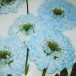 🌼再販🌼押し花素材。マトリカリア(ダブルラテ染め)