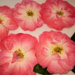 押し花素材。ミニバラ開花🌹