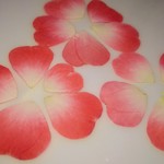 押し花素材。💕ハートの花びら🌹