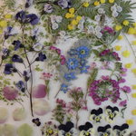 押し花素材 ミモザ他小花セット