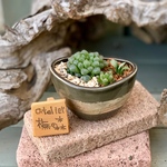 ［売約済］ハオルシア寄植え