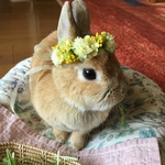 しあわせの黄色い花輪🌸