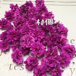 かすみ草 ドライフラワー   violet bloom