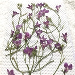 ロベリア 押し花➀