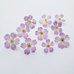 プリムラ ウィンティのドライフラワー  桜色