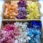 ハーバリウムボールペン花材6色セットvol.2