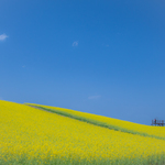 A4サイズ　写真　「菜の花畑」