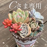 Cさま専用