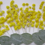 ✿押し花素材　ミモザのサービス品✿