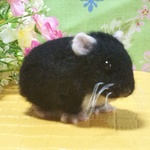 マロクロママ様専用ページ🐹