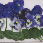 ✿押し花素材　茎付きビオラ　サービス品✿