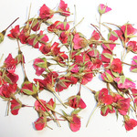 【アウトレット品】押し花＊ミニバラの蕾(赤)（5ｇ入）【70632】