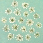 【押し花】レースフラワーMサイズ＜20枚＞