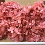 紫陽花訳あり・1点のみ