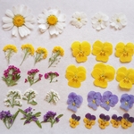 押し花セット