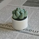 多肉植物 鉢植え ミニサイズ