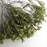 ネイティブフラワー フィリカロック  5本 ドライフラワー スワッグ 