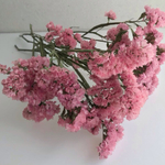 スターチス タスマニアオレンジ ドライフラワー 花材 スワッグ 