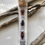 ✴︎新作✴︎ 昆虫ピンバッチ Hセット