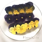 国産ビオラの押し花 アソート 