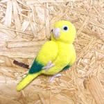 るんるんニョオウインコ