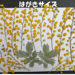 押し花　素材　　ミモザの花(１５本)＆葉(２枚)　２３