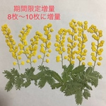 再再再販〜送料無料〜ミモザ押し花素材 
