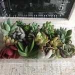 多肉植物カット苗セット S