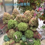 naoayase様専用