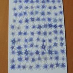 押し花商品【バーベナ　90輪】