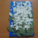 押し花商品【姫空木　１５本入】