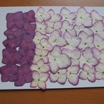 押し花商品【アジサイ　30輪】